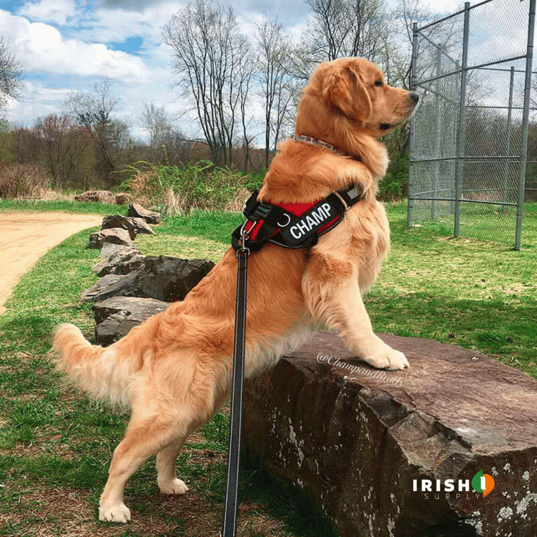 SafeWalk™ Personalized Anti-Choke Dog Harness